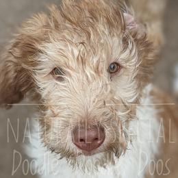 Boy 3 - Labradoodle puppy in Buckingham, Illinois from Naturally Special Doodles