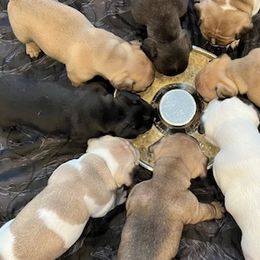 French Bulldogs from Cyrek's Bark