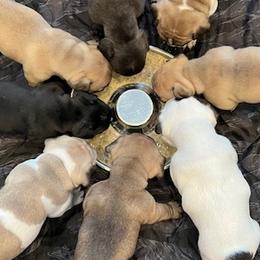 French Bulldogs from Cyrek's Bark