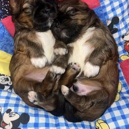 Shih Tzu Puppies from The Lion dog Shih Tzu