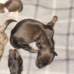 Candy - Cream female Dachshund puppy in Antlers, Oklahoma from MoMo's Dachshunds