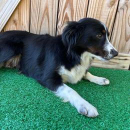 Iza - Toy Australian Shepherd