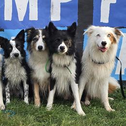 Border Collies, Labrador Retrievers, and Sporty Mixes from Memento Vivere Kennels