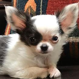 Chihuahua Puppies from Miller's Chihuahua