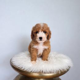 Maple - Red  female Goldendoodle puppy in Floyd, Virginia from Hearts and Paws Poodles and Doodles