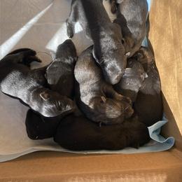 German Shepherd Puppies from KVA Shepherds
