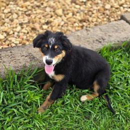 Whitman - Black tri male Miniature Australian Shepherd puppy in Killen, Alabama from Wilkers Wholehearted Mini Aussies