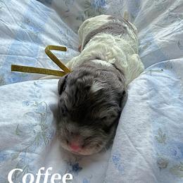 Coffee - Merle female Goldendoodle puppy in Atlantic Beach, Florida from Glamorous Golden Doodles