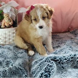 Assorted Doodle Crosses and Aussiedoodle Puppies from Do Wah Diddy Doodles