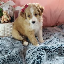 Assorted Doodle Crosses and Aussiedoodle Puppies from Do Wah Diddy Doodles