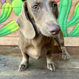 Sahara - Dachshund
