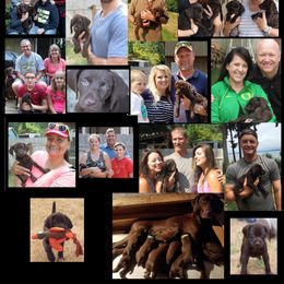 German Shorthaired Pointer Puppies from RADBACH KENNELS