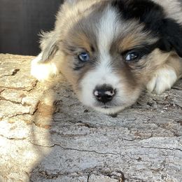 Australian Shepherd, Miniature American Shepherd, and Toy Australian Shepherd Puppies from Blue’s Family Aussies