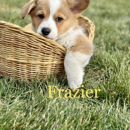 Pembroke Welsh Corgi Puppies from Country Rubys