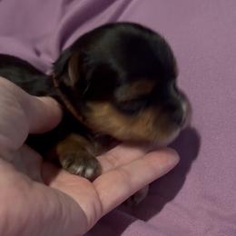 Lillian - Black and tan female Yorkshire Terrier puppy in Wagoner, Oklahoma from Rosenthal Yorkies