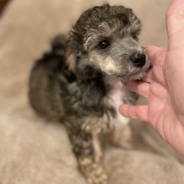 Lucky - Cafe au lait male Poodle puppy in Sarasota, Florida from Paradise Poodles