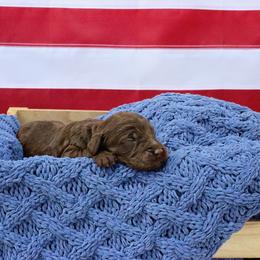 Teddy - Chocolate male Goldendoodle puppy in Nashville, Tennessee from Hilton Doodles