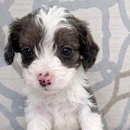 Hattie - Red merle female Aussiedoodle puppy in Louisville, Mississippi from Kristy’s Kennels