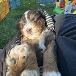 Bernedoodle, Poodle, and Saint Berdoodle Puppies from Myt fine doodles