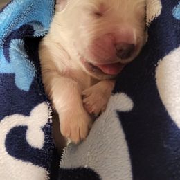 Golden Retriever Puppies from The Golden Garden