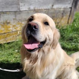 Falkor - Golden Retriever