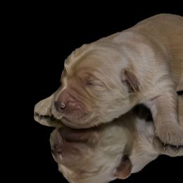 Stormy - Golden male Golden Retriever puppy in Palmdale, California from AmazingK9s