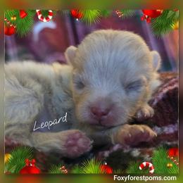 Leopard - Chocolate merle male Pomeranian puppy in Eatonville, Washington from Foxy Forest Poms