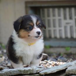 Pembroke Welsh Corgi Puppies from C&G Corgis