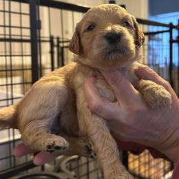 Ocean - Apricot female Goldendoodle puppy in Prosperity, Pennsylvania from Stelladoodles & Company
