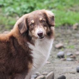 Becky - Red tri-color female Miniature American Shepherd puppy in Palacios, Texas from Coastal’s Miniature American Shepherds