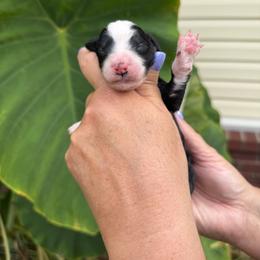 Gilligan - Black and white male Bernedoodle puppy in Russellville, Arkansas from Crossgate Doodles