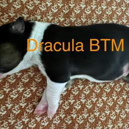 Dracula - Black tri-color male Australian Shepherd puppy in Wrightstown, New Jersey from Hartzland Farm Australian Shepherds