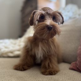 Miniature Schnauzer puppies from Strawberry Puppies