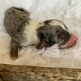 Boy 1 - Australian Shepherd puppy in Paint Rock, Alabama from Kotah’s Kennels