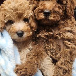 Maltipoo Puppies from Awwws-n-Pawws
