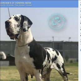 JORDANIA - Great Dane