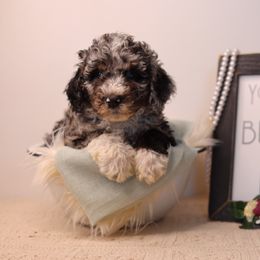 Aussiedoodle Puppies from Crystal Ridge Doodles