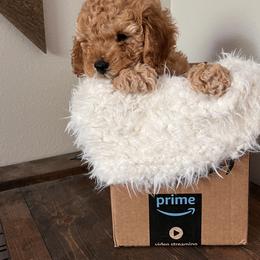 "This handsome boy is ready today!" Cavapoo Puppies from Freckles Family Cavapoos