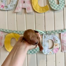 S'mores - Apricot female Goldendoodle puppy in Montgomery, Texas from Dacus Doodles