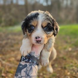 Lynx - Blue merle female Australian Shepherd puppy in London, Kentucky from Kenmont Kennels