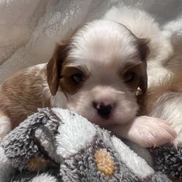Leo - Blenheim male Cavalier King Charles Spaniel puppy in Pennsylvania from Julie's Cavalier King Charles Spaniels
