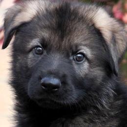 Boy - Sable male German Shepherd puppy in Mansfield, Texas from Vom Anfang German Shepherds