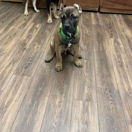 Cane Corso Puppies from DiCampo Cane Corso