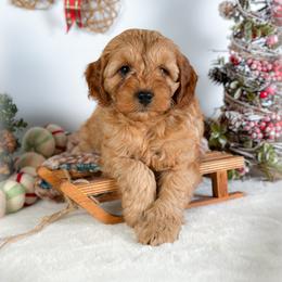 Wish - Golden male Cockapoo puppy in Pledger, Texas from Sugarbear Cockapoos