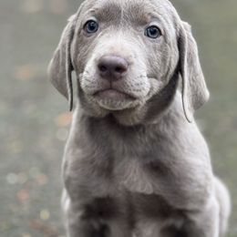 Dilute Retriever and Labrador Retriever All Grown Up from McKenzie Reign Labradors
