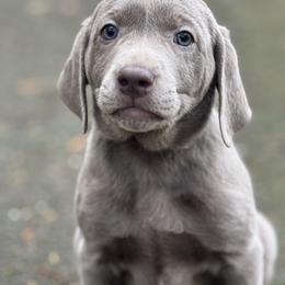 Dilute Retriever and Labrador Retriever All Grown Up from McKenzie Reign Labradors