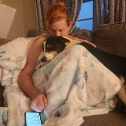 Border Collie Puppies from Cullins Collies