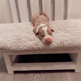 Boy 1 - Liver and white male Cardigan Welsh Corgi puppy in Maidsville, West Virginia from L&B Lowriders
