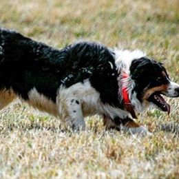 Border Collies from Boyce Ranch