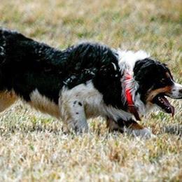 Border Collies from Boyce Ranch